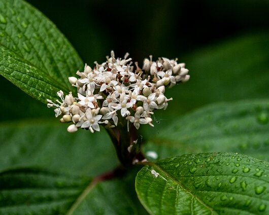 Wild-Flowers-2022-08-15