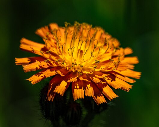 Orange-Hawkweed-2023-06-15-1