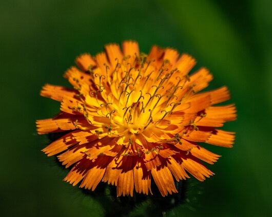 Orange-Hawkweed-2023-06-15-2