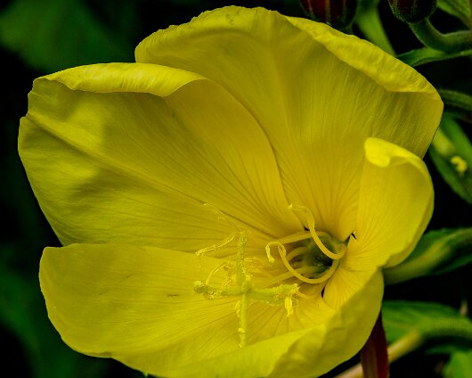 Wild-Flowers-2020-07-10