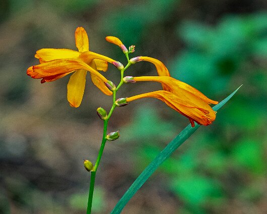 Wild-Flowers-2020-09-14