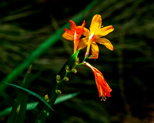 Wild-Flowers-2020-09-21