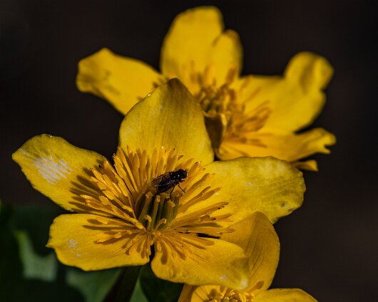 Wild-Flowers-2021-05-02-1