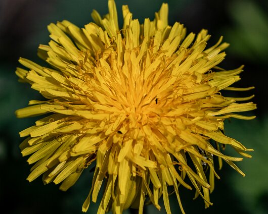 Wild-Flowers-2021-05-02-2