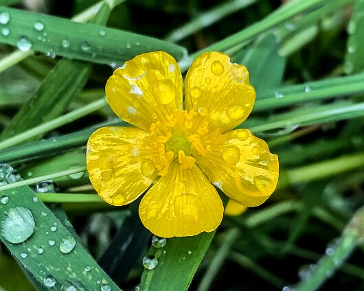 Wild-Flowers-2021-07-06