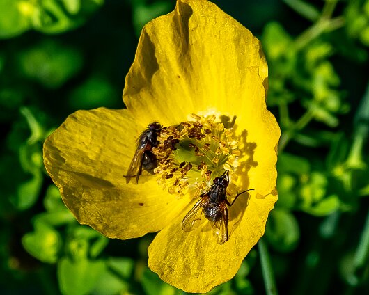 Wild-Flowers-2021-09-19