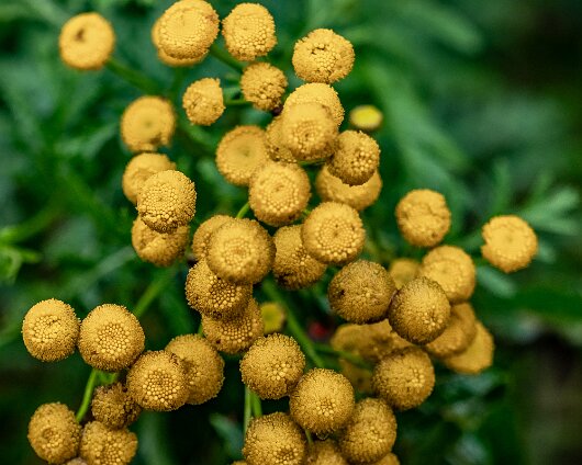 Wild-Flowers-2022-08-15-1