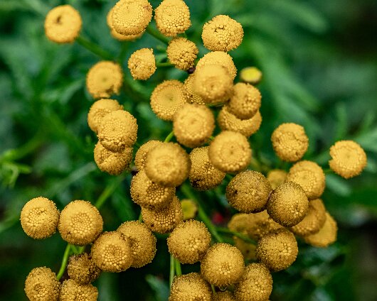 Wild-Flowers-2022-08-15-2