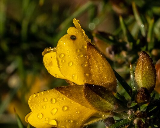 Wild-Flowers-2022-11-22-1