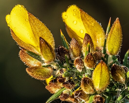 Wild-Flowers-2022-11-22-2