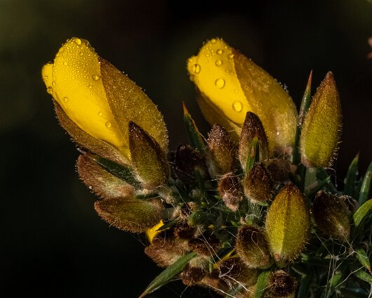 Wild-Flowers-2022-11-22-3