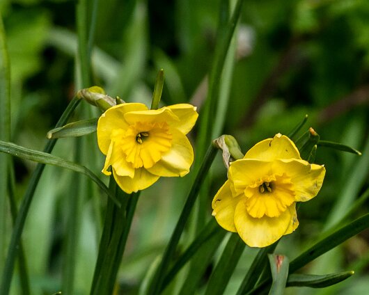 Wild-Flowers-2023-05-04-1