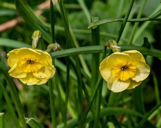 Wild-Flowers-2023-05-04-2
