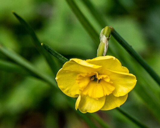 Wild-Flowers-2023-05-04-3