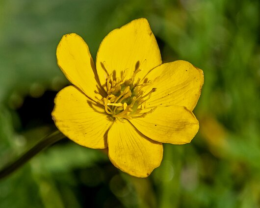 Wild-Flowers-2023-05-09