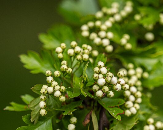 10-Wild-Flowers-143