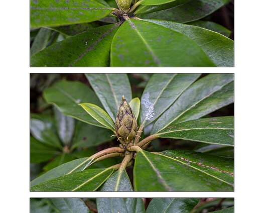 11-Rhododendron