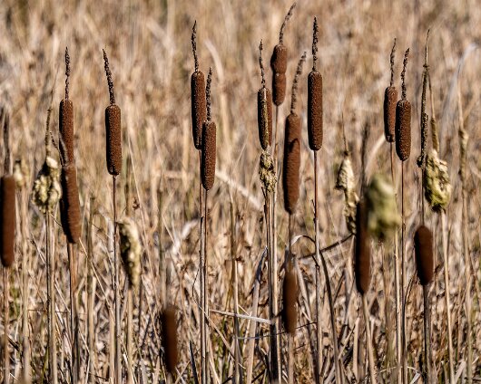 6-Reeds-2