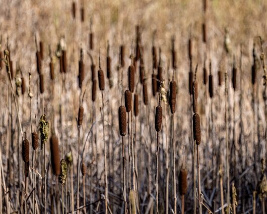 6-Reeds-3