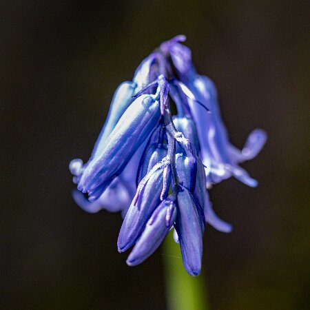Bluebells