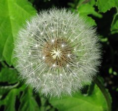 Dandelion