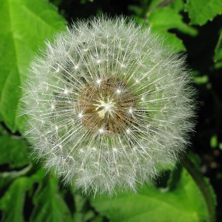 Dandelion