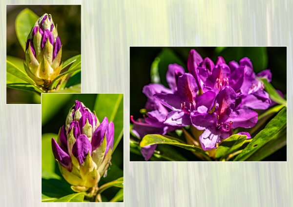 Purpleish