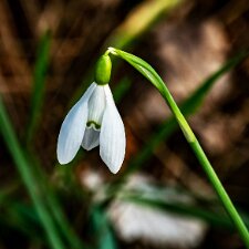 Snowdrops