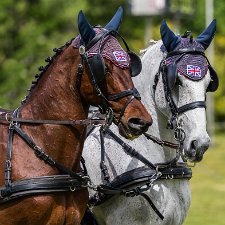 Hopetoun House 2017 Obstacle Cone Driving Carriage driving is a form of competitive horse driving in which two or four wheeled carriages are pulled by a single...