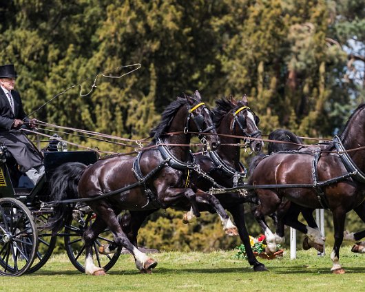 Hopetoun-House-Carriage-Driving-2017-ObstacleDriving-18