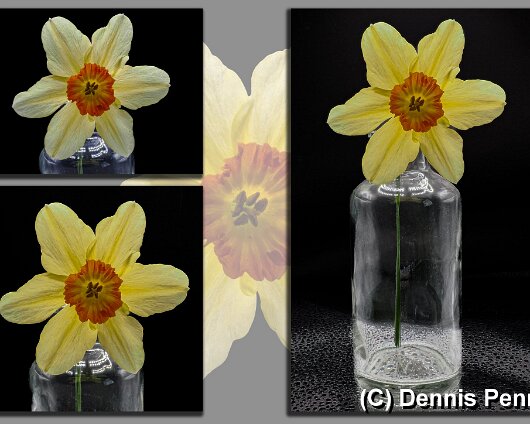 Daffodil