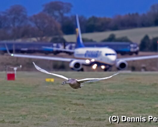 Edinburgh-Airport-2a (2)