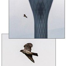 Edinburgh Airport Wildlife. Photographs of wildlife at the airport photographed only feet from the perimeter fence.