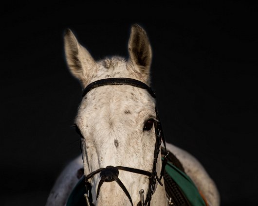 Horse-Racing-Misc-Alnwick-Point-To-Point-2016-1