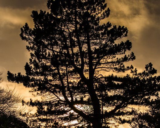 Horse-Racing-Misc-Ayr-Racecourse-Setting-Sun