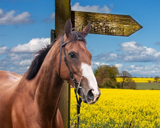 Horse-Racing-Misc-Corach-Rambler