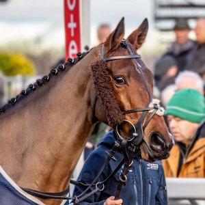 2023-12-18-Old-Gold-Racing