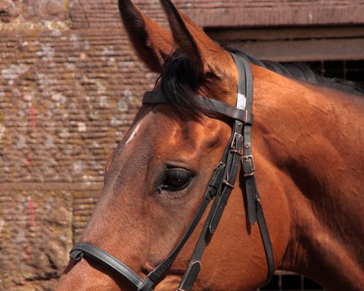 2011-05-28-Outlaw-Tom-2