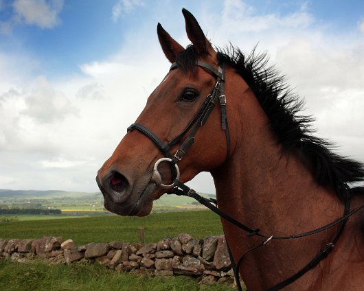 2011-05-28-Outlaw-Tom-4