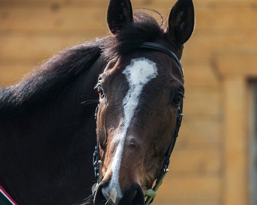 2017-04-09-One-For-Arthur-Grand-National-Winner-011