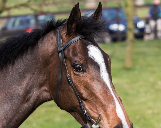 2017-04-09-One-For-Arthur-Grand-National-Winner-019