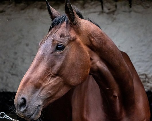 2022-09-22-4-Apple-Away