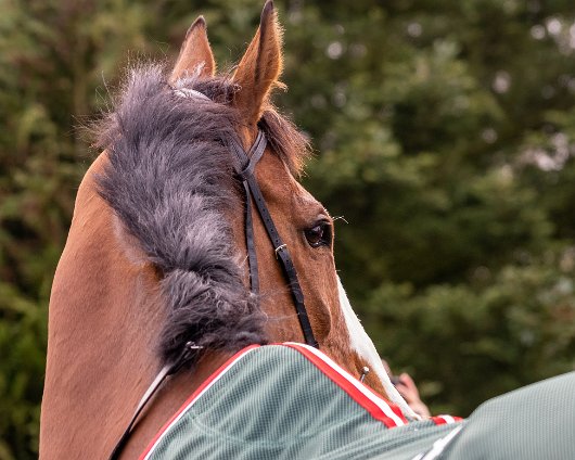 2023-Corach-Rambler-Grand-National-Winner-17