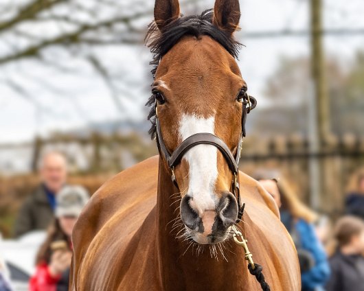 2023-Corach-Rambler-Grand-National-Winner-6