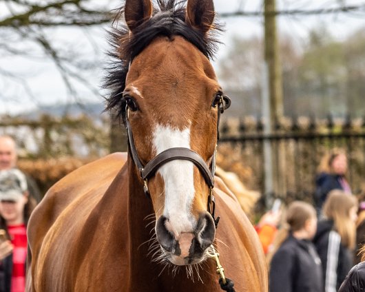 2023-Corach-Rambler-Grand-National-Winner-7
