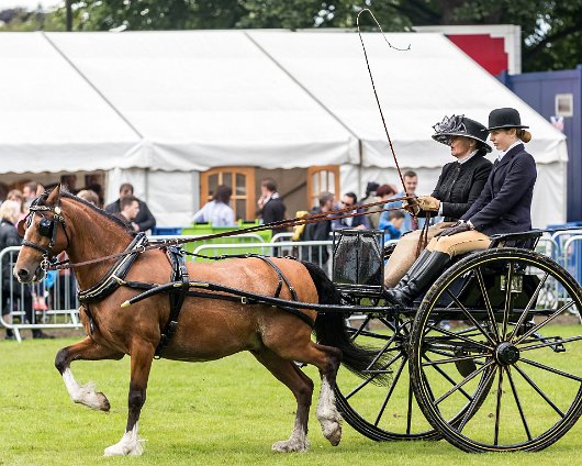 Perth-Show-2017-Carriage-Driving-10