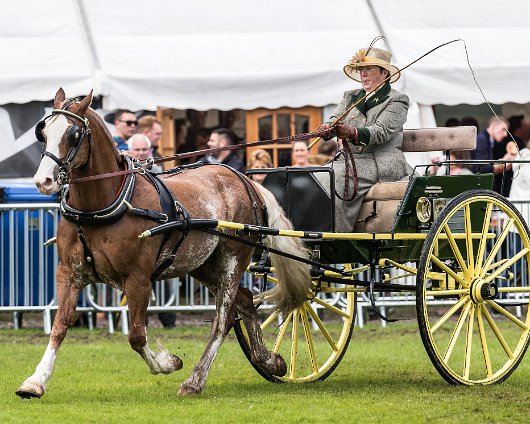 Perth-Show-2017-Carriage-Driving-13