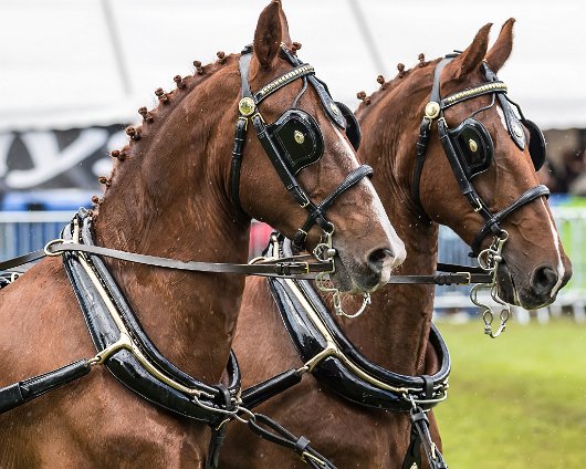 Perth-Show-2017-Carriage-Driving-20