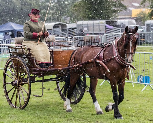 Perth-Show-2017-Carriage-Driving-9