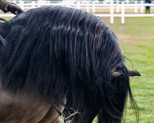 Scottish-Horse-Show-2018-14